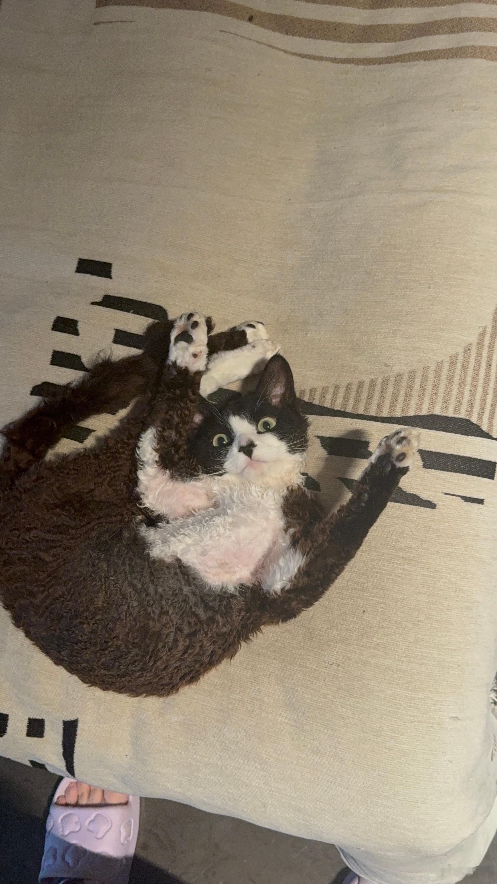 小猫集体哈气猫妈妈以为自己被凶可爱的小猫咪…世界不能没有小猫咪 