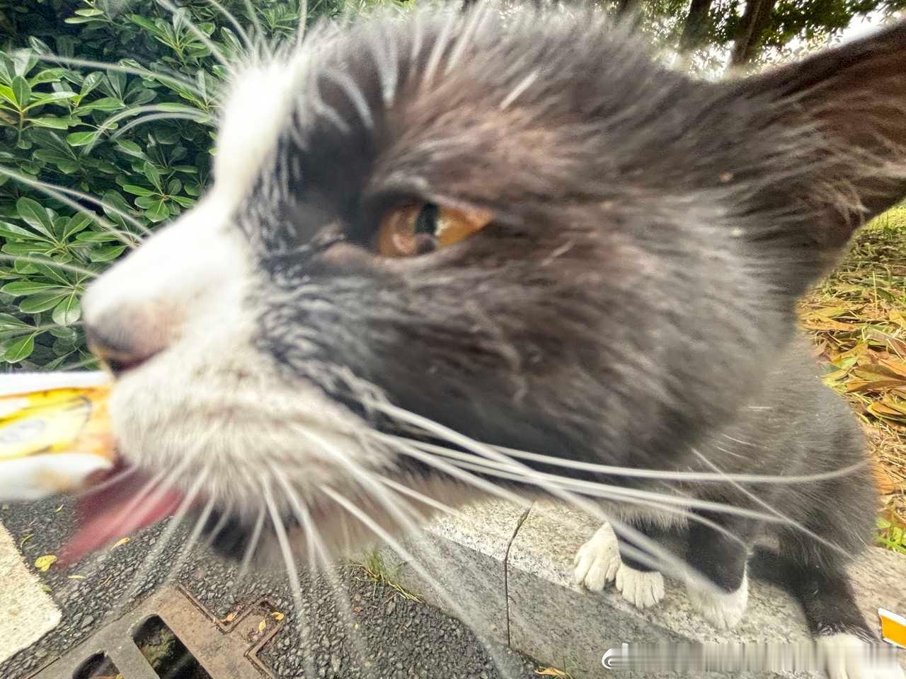 49539【丑猫】罕见的车座子大头霸王龙 