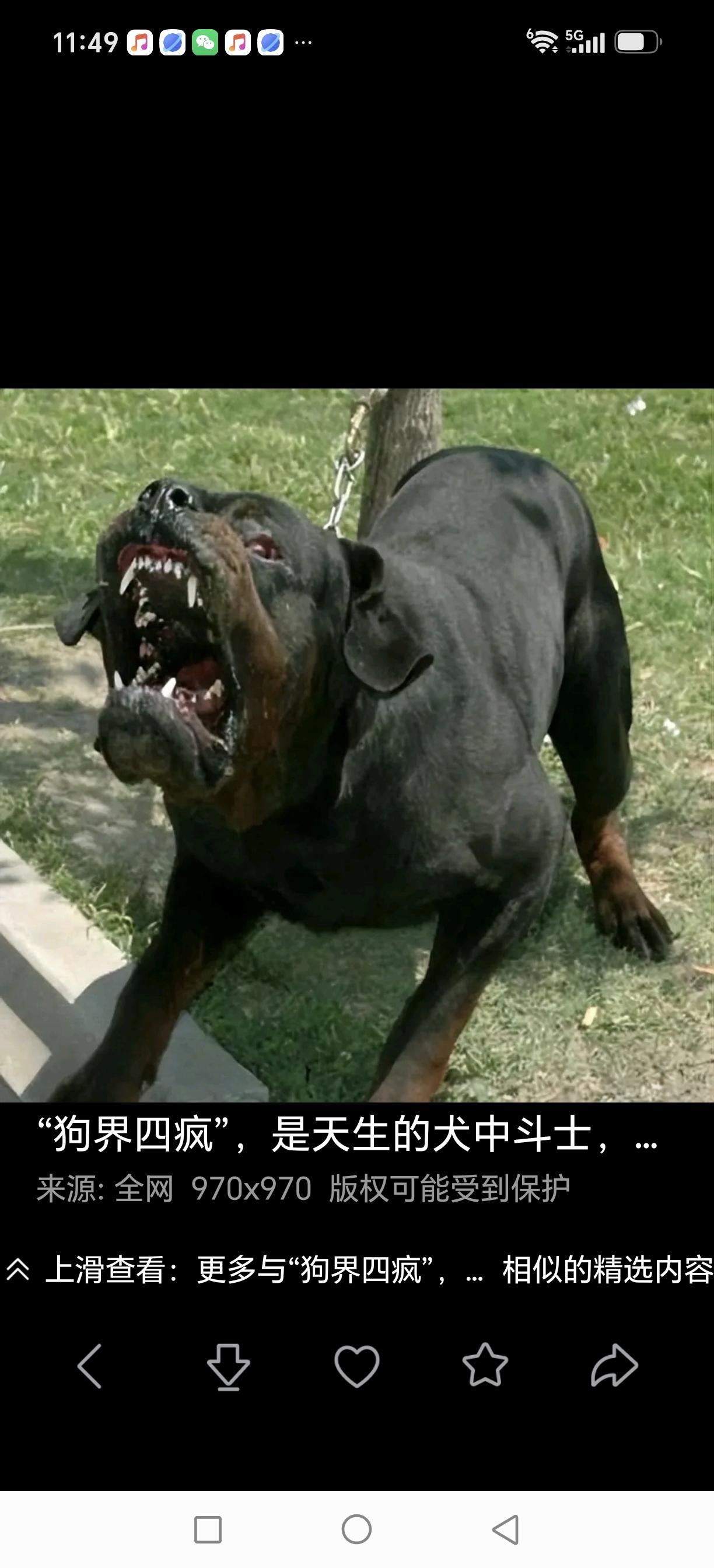 狗主人狗脾气
一个大爷曾经被狗咬过，留下心理阴影，之后出门就带个伸缩棍防身。
这