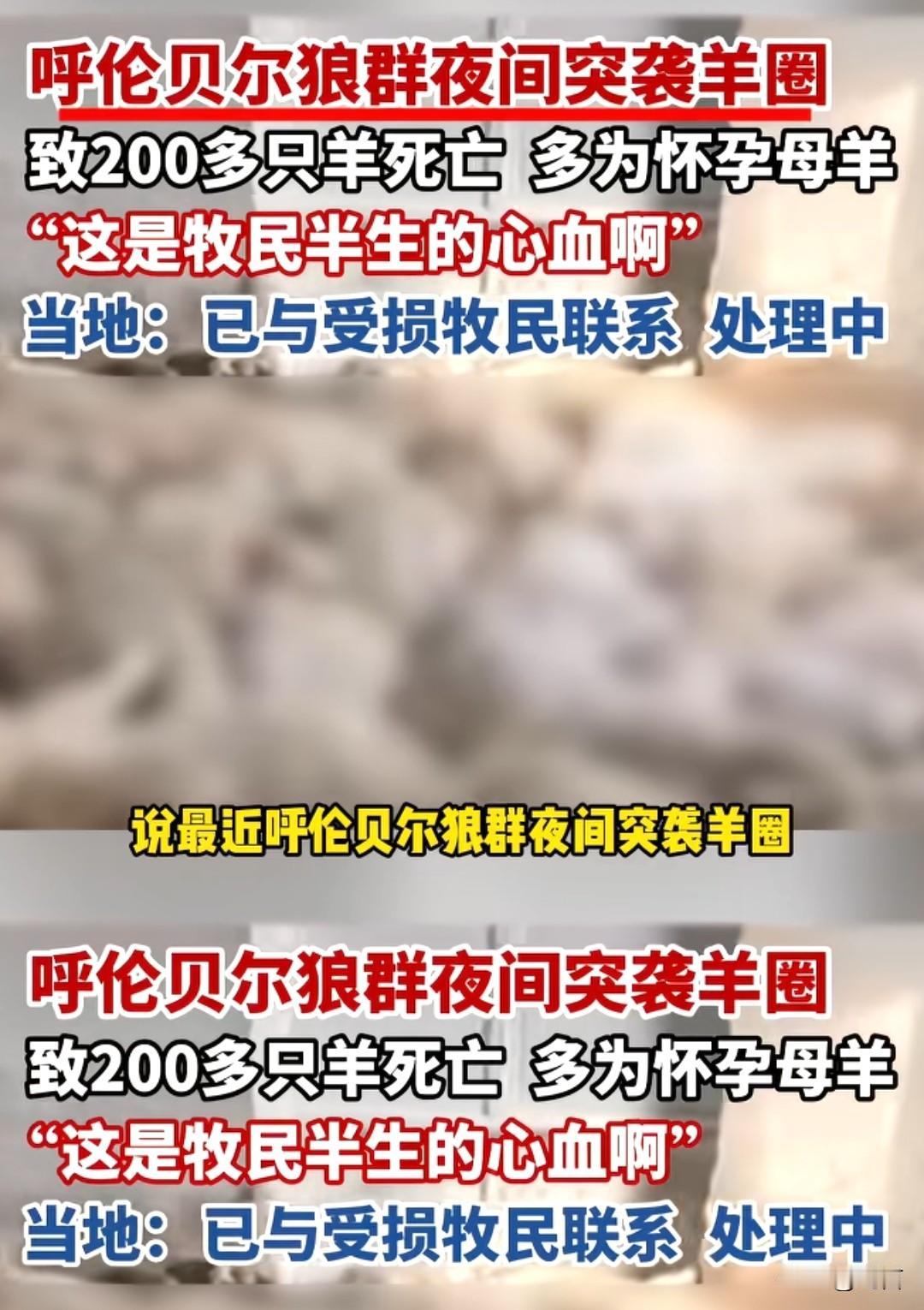 看到一个新闻，狼群突然袭牧民的羊圈，造成了200多只羊的死亡，而且死亡的大部分是