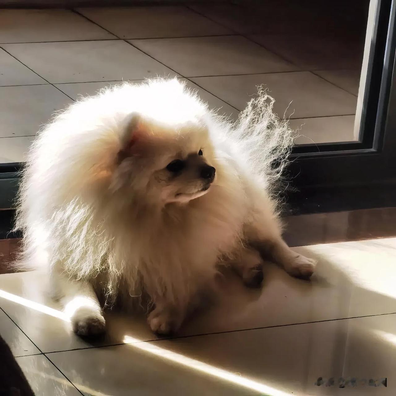 超萌的Pomeranian狗狗，毛茸茸的，好可爱！🐾💕