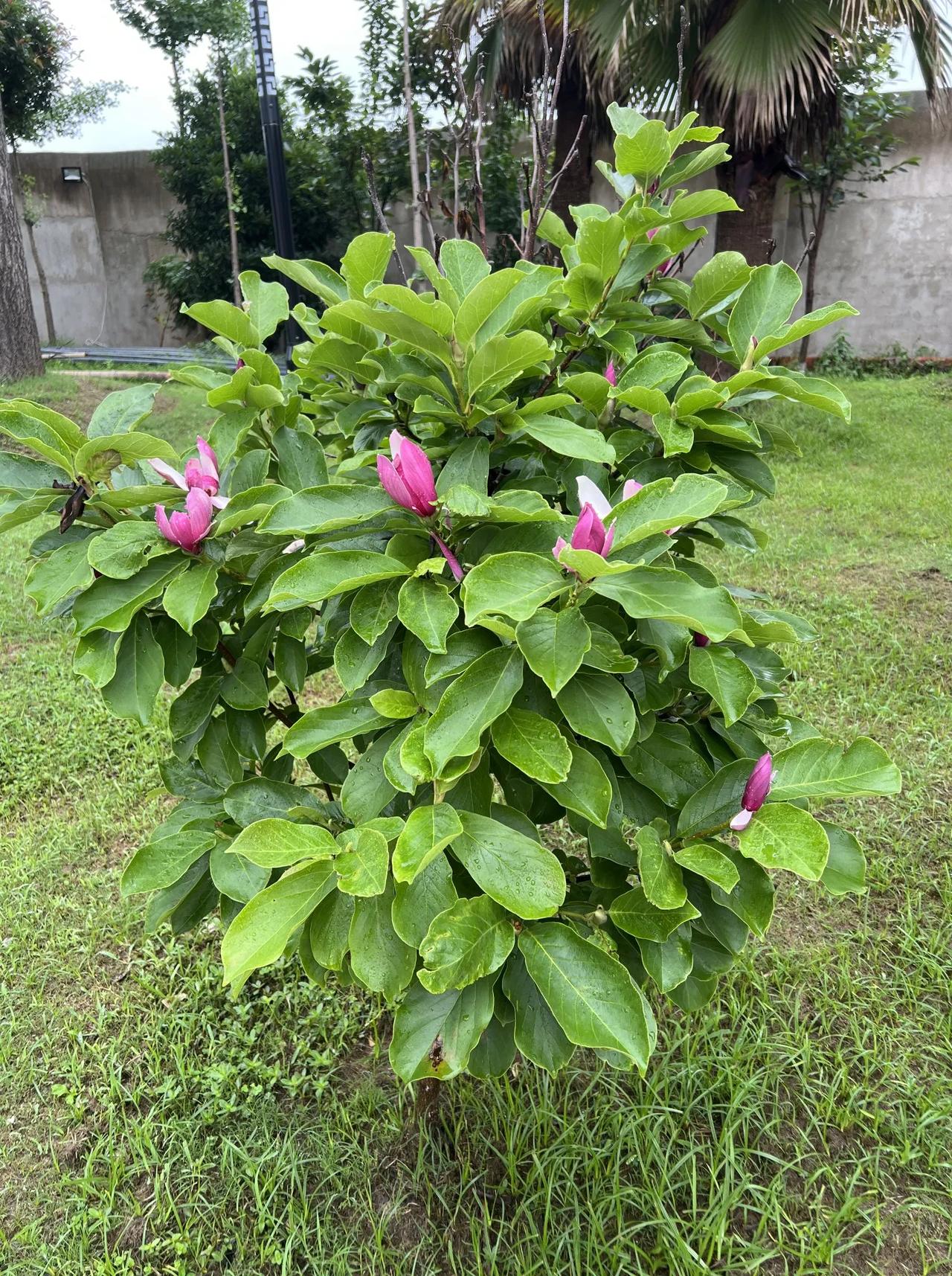 知否知否，应是绿肥红瘦！