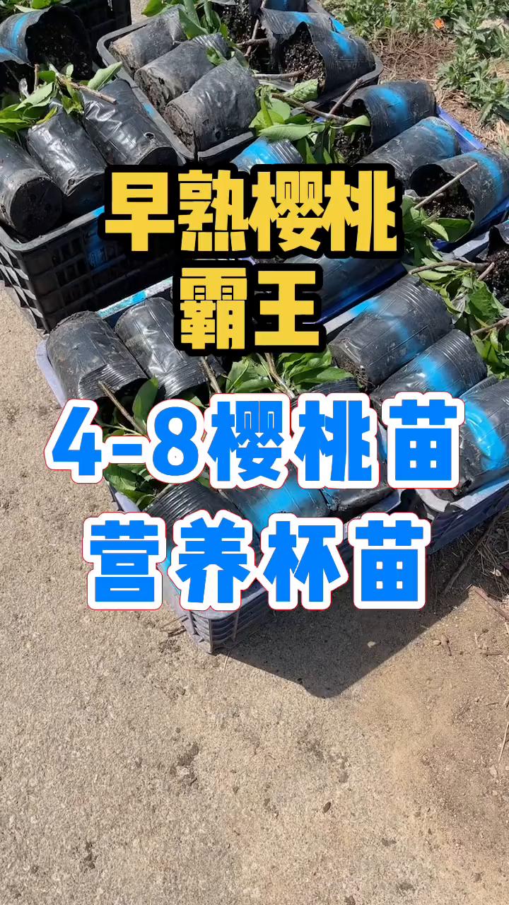 早熟樱桃霸王4-8樱桃苗，营养杯苗。