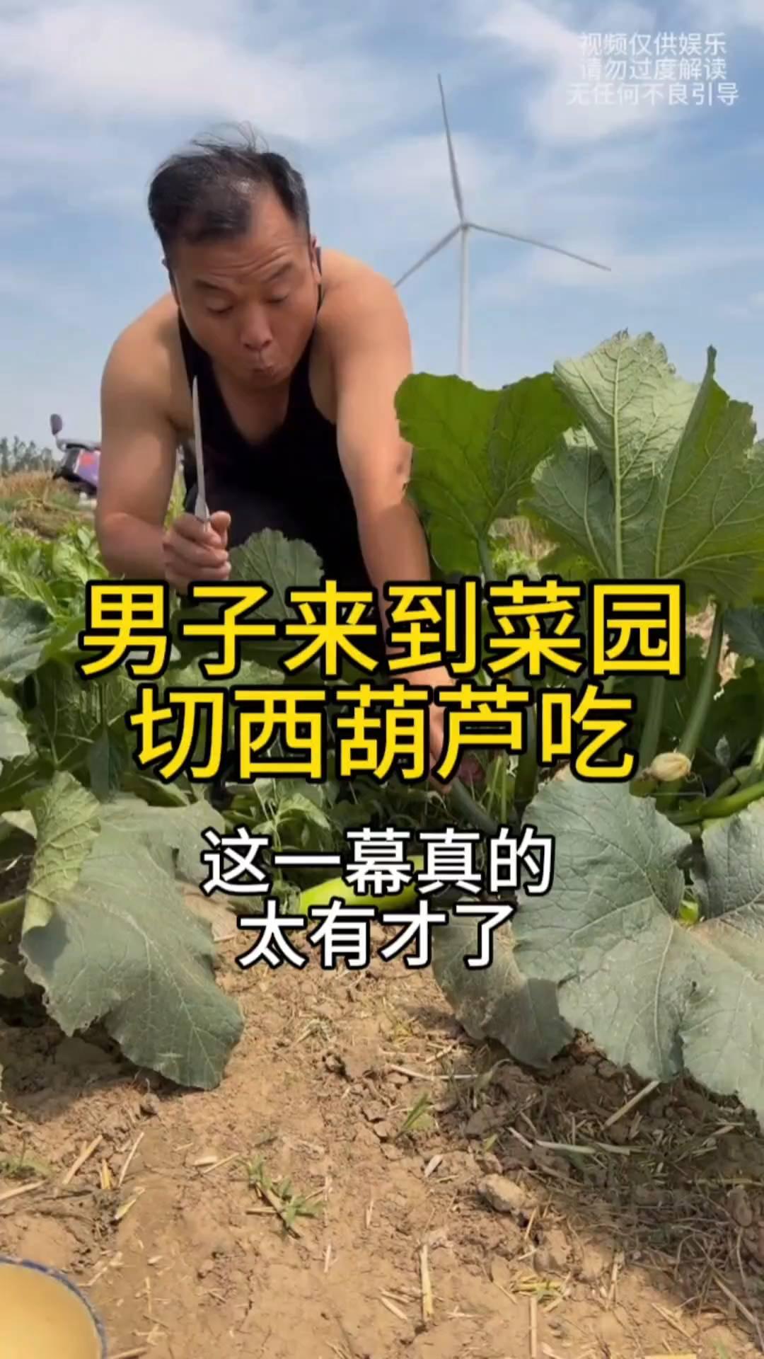 男子来到菜园里切西葫芦吃，这一幕真的太有才了。
男子来到菜园里，由于母亲说西葫芦
