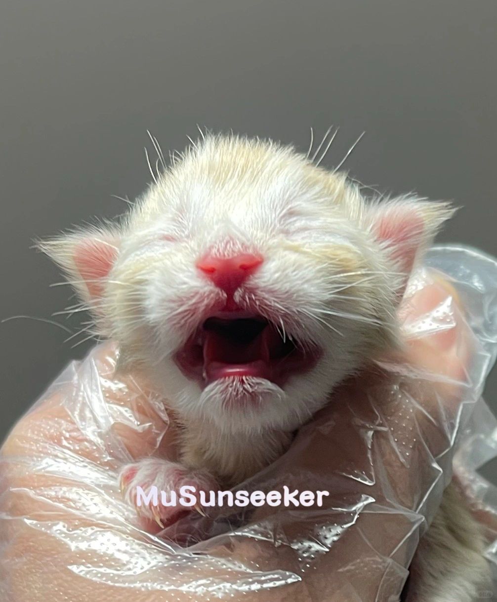 缅因｜这窝孩子都是爱哭鬼