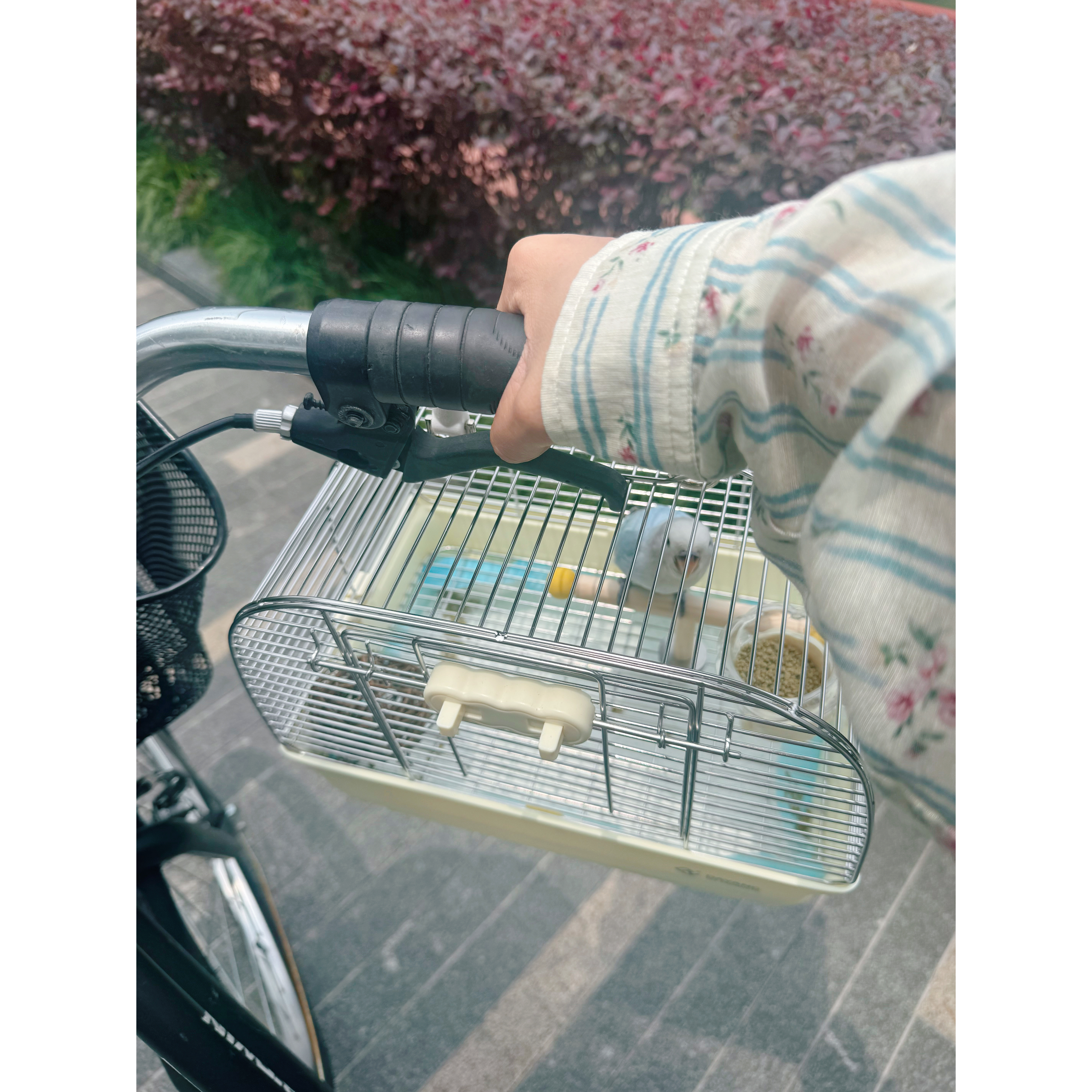 开始遛鸟