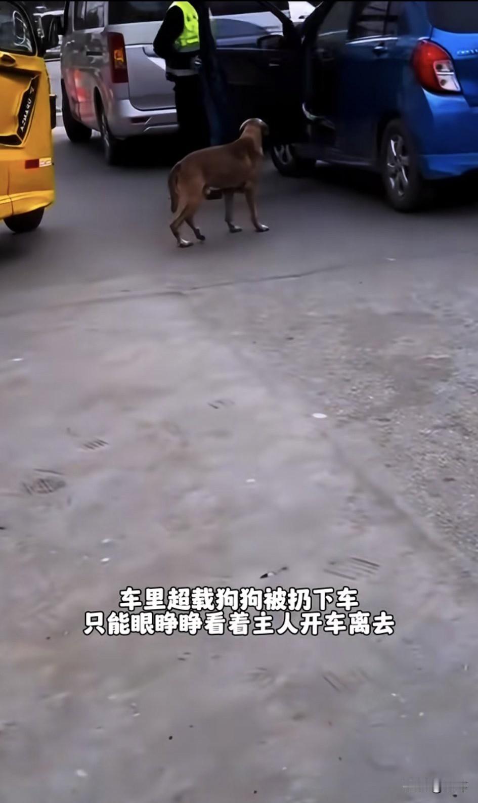 这天，一位小姐姐去散步，当她走到一天小路上的时候，看到了可怜的一幕，一辆车因为超