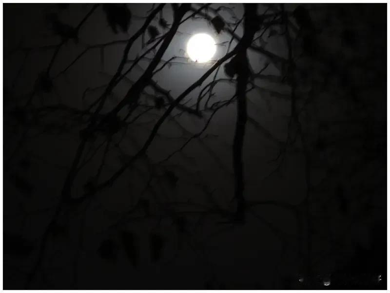 《声声慢·望月幽情》
冷月孤悬，旧影幽寻，幽幽独念乡关。
古卷残编有载，旧梦连环