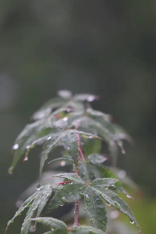 上联：细雨临窗春欲暮；
下联：微风绕柳夏将临。