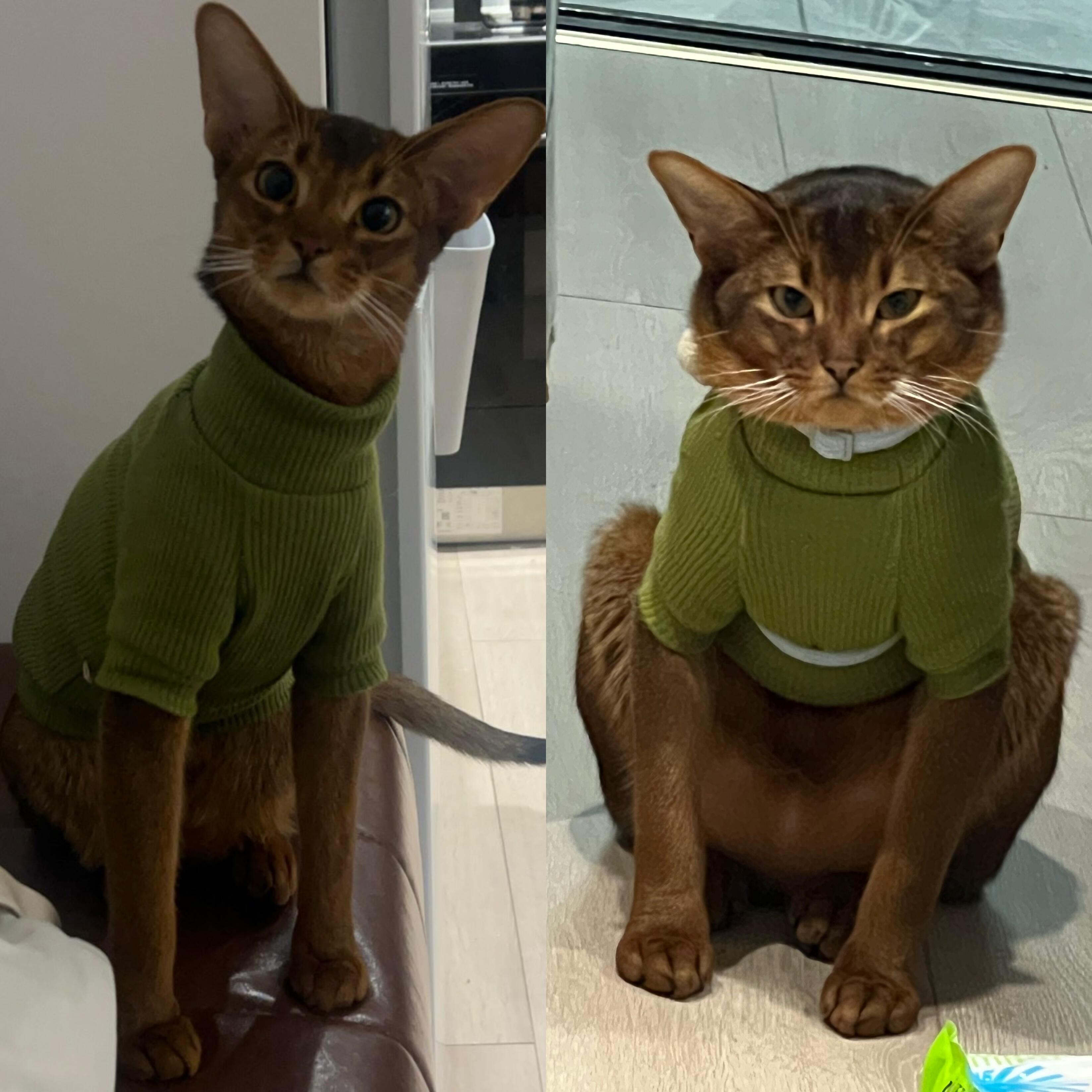 小猫花期这么短的吗 ​​​