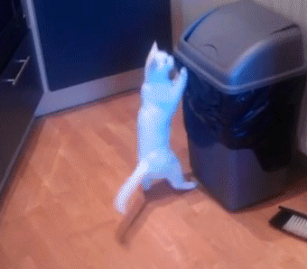 猫猫：这就是你把摄像头对准垃圾桶的原因？ 