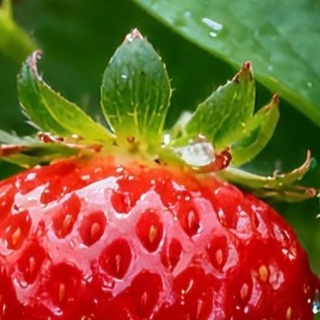 0000草莓的种植方法：一、幼苗：种植草莓前宜选用健康无病、根系发达的优质幼苗，