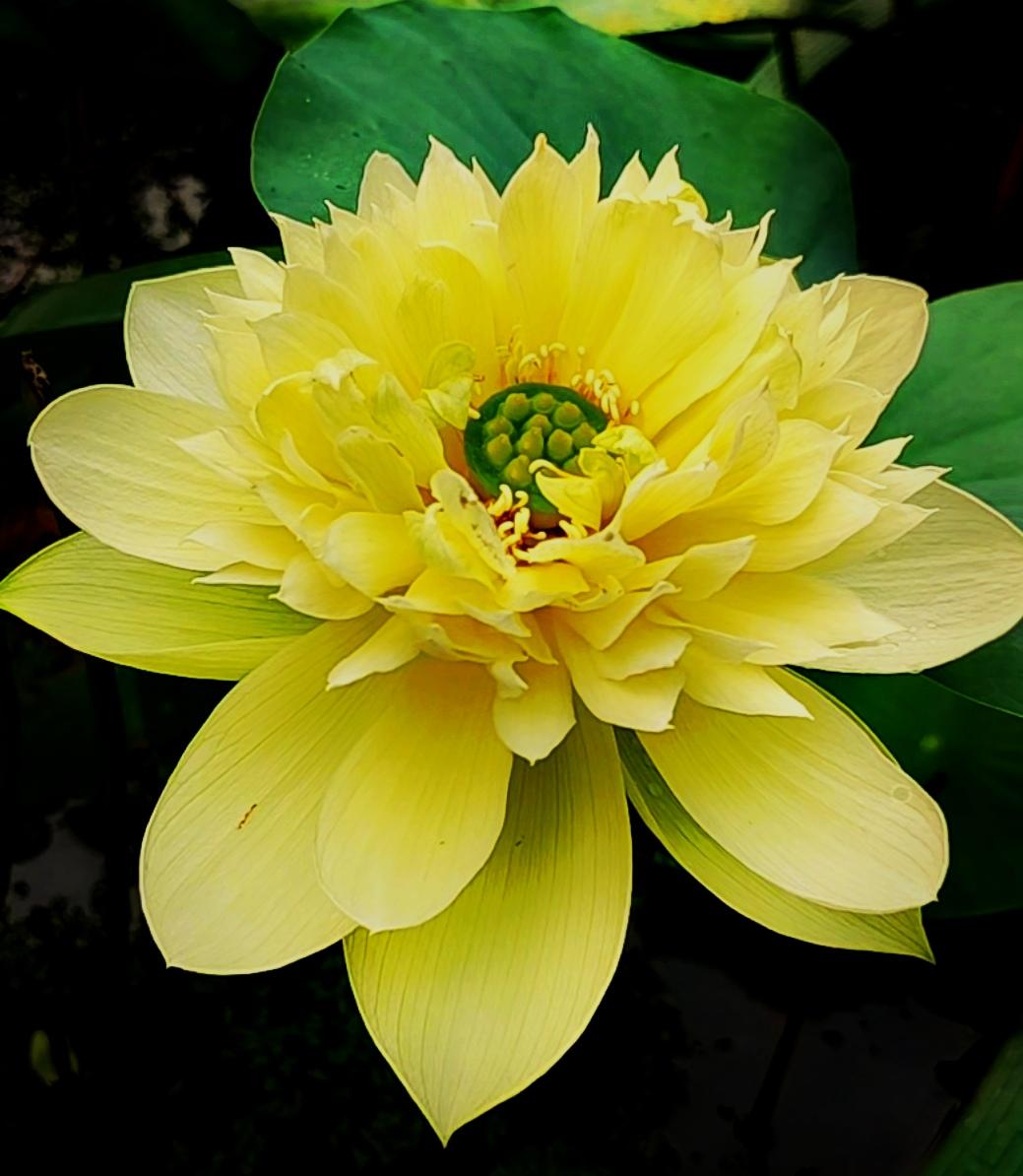 随手拍美丽的花朵随手拍～