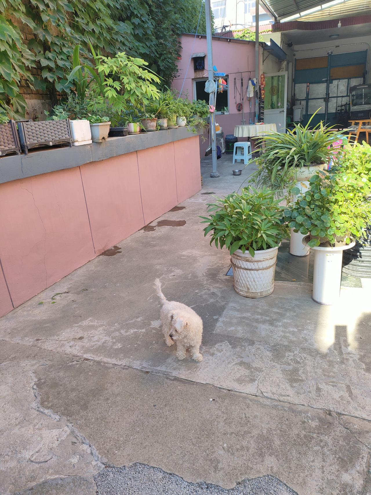 1. 自家小院种满花草，粉墙衬着满眼绿意，小白狗慢悠悠来回溜达，闻藤蔓、逛庭院，