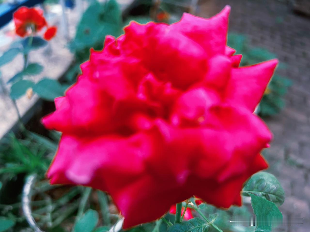 围栏边静静立着四朵红玫瑰，浓烈的艳红撞碎平淡日常。层层花瓣舒展，绒润鲜亮，带着不