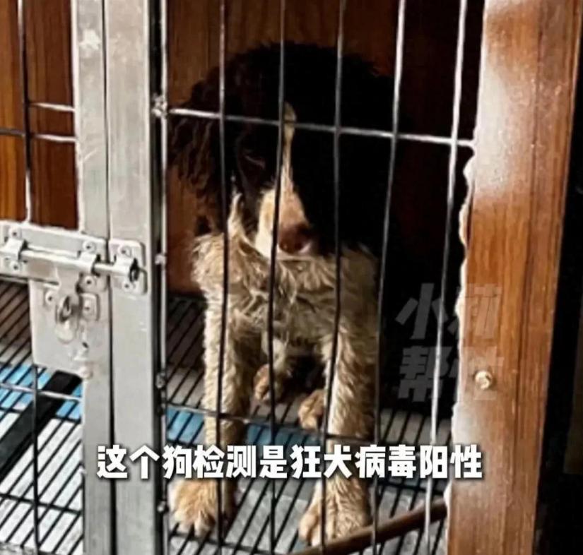 看到河南焦作那女子在家被流浪狗咬伤，狗 3 天后死了还查出狂犬病毒阳性的新闻，我