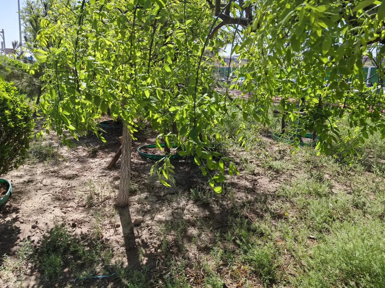 正在厦门举行的2025苏迪曼杯的羽毛球赛事中，今天晚上8强抽签结果出来了。中国v