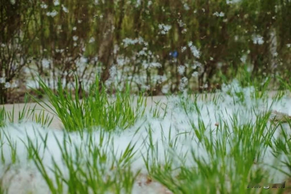 北京杨柳飞絮季来了！对身体有这些影响要警惕，户外防护试试这样做。
 
今天是20