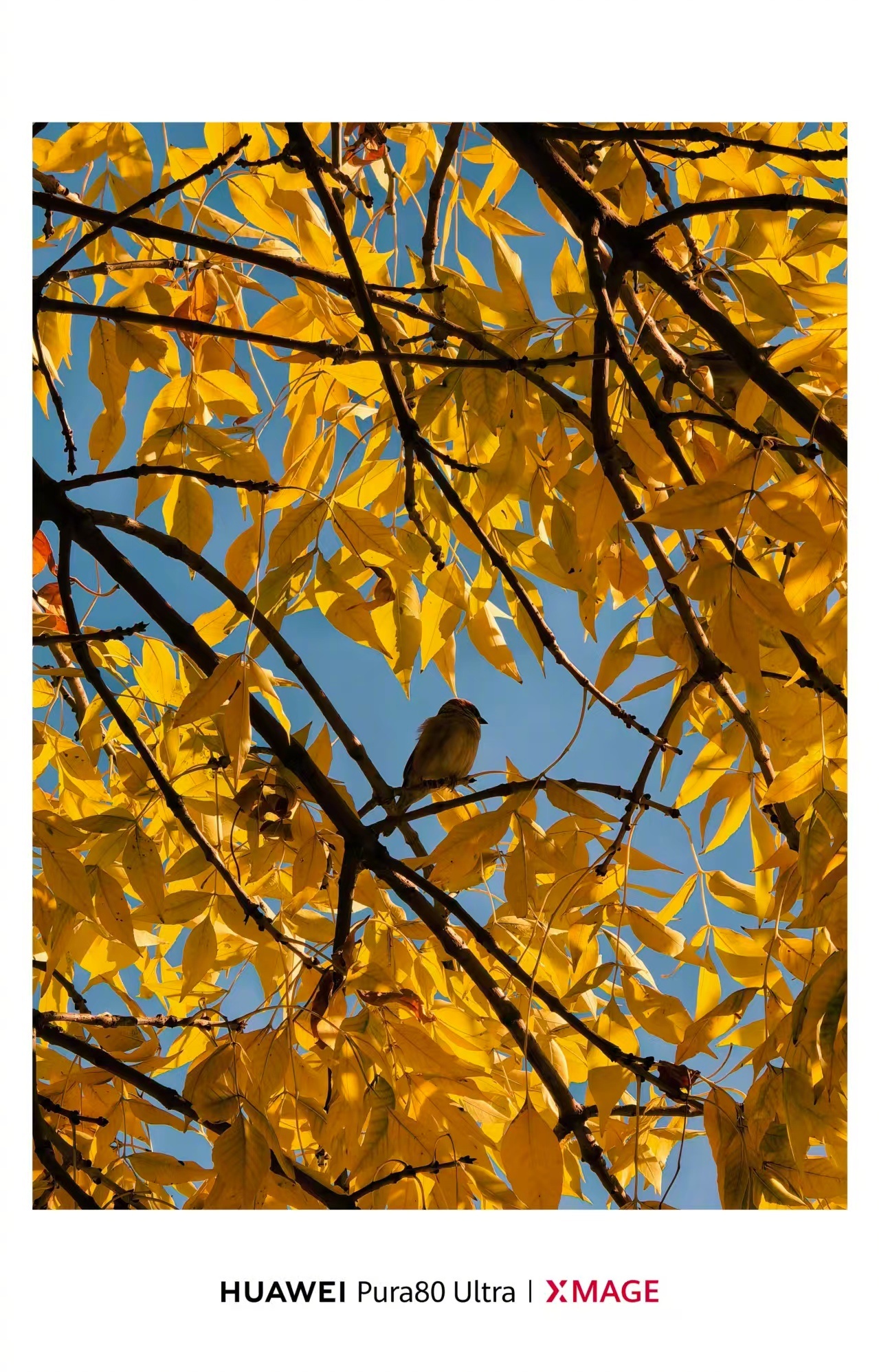 北京的深秋真美。华为Mate80系列要来了，相信拍北京的冬天也很美 ​​​