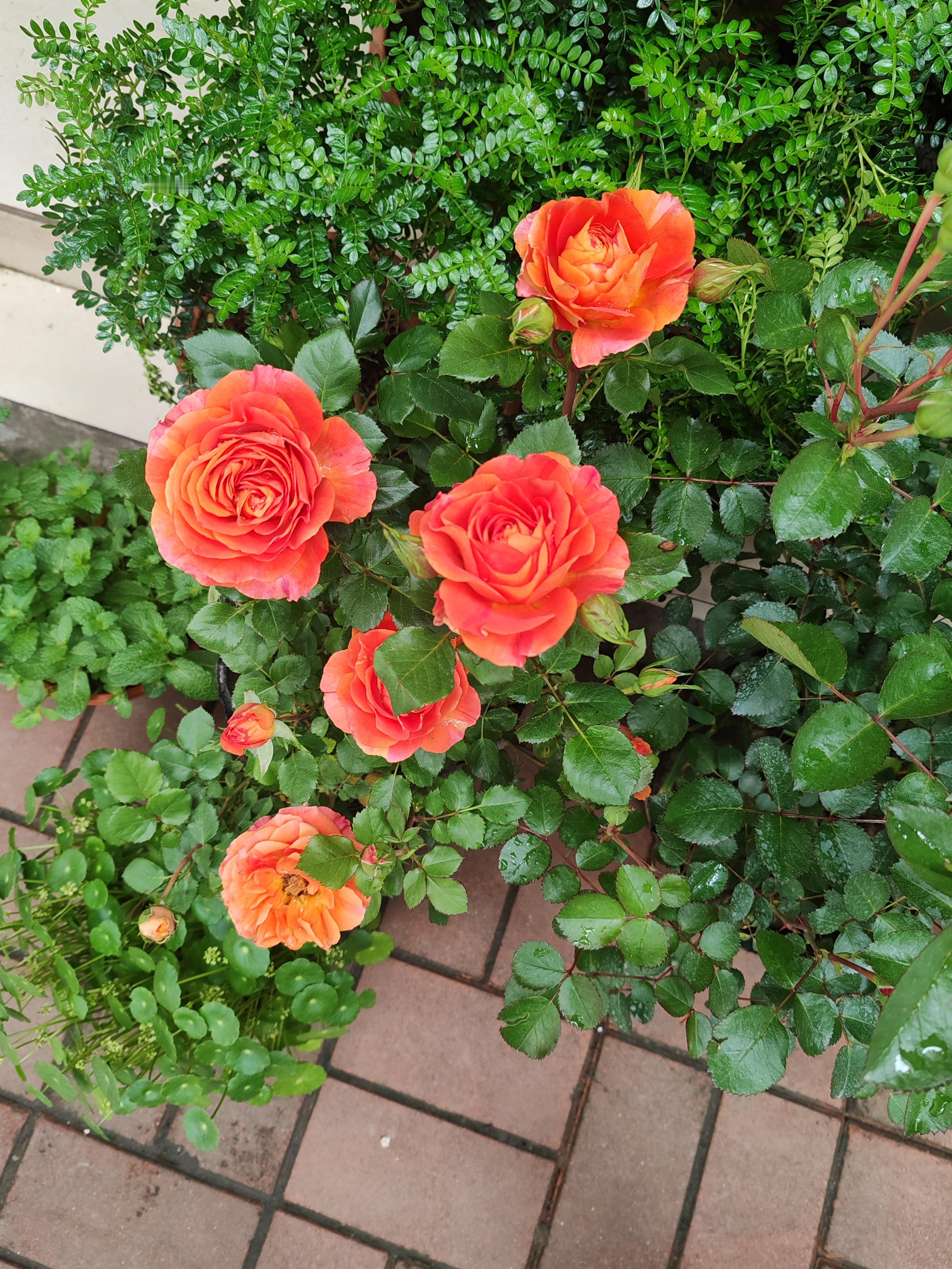 在《乘风2026》（浪姐7）三公舞台的歌单征集活动中，歌手梓渝的三首作品《晨昏线