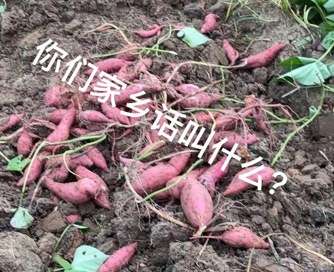 你们家乡话叫什么？种草计划 与辉同行