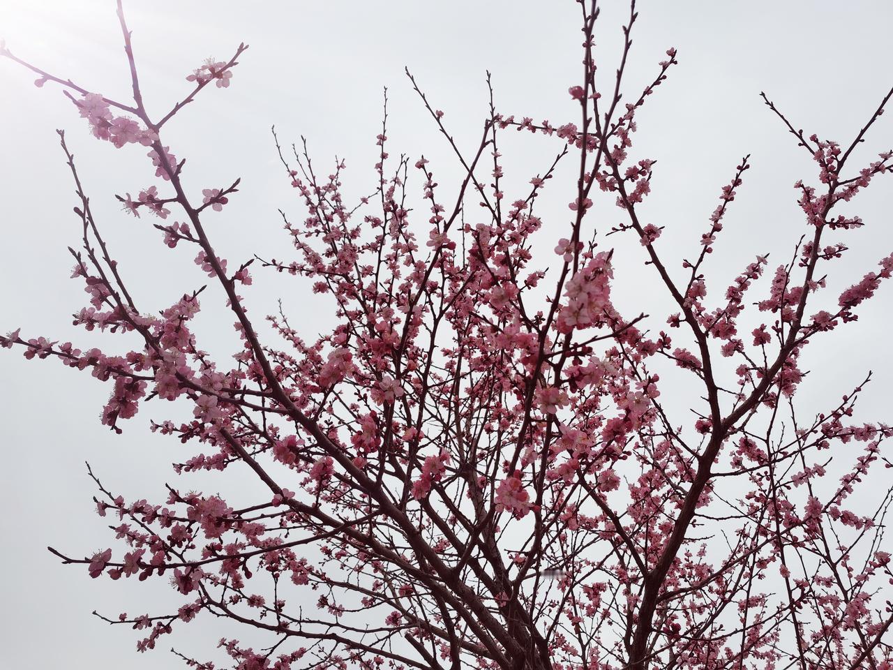 真正的一枝红杏。
杏花，打苞时是粉红的，云蒸霞蔚，热气腾腾。开时，便是满树的白，