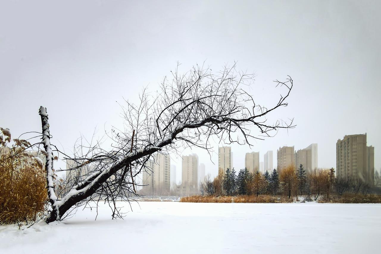 大雪落尽，湖畔的冰面凝作一片素白的玉镜，将天地的清寒都收揽其中。岸边的老柳斜斜地