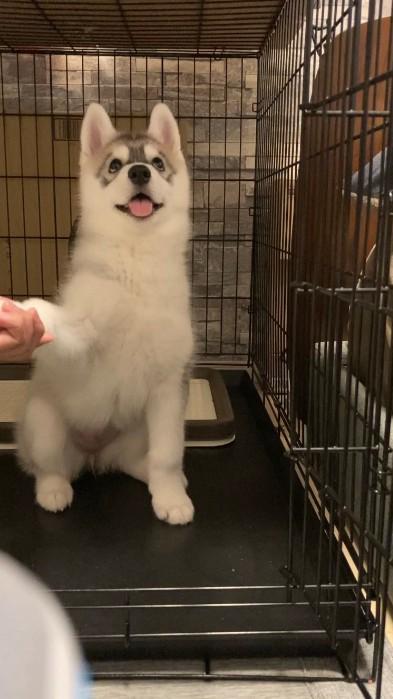 别以貌取狗！日本一名饲主养了一只西伯利亚雪橇犬（哈士奇），狗名取为米佐（みぞれ）
