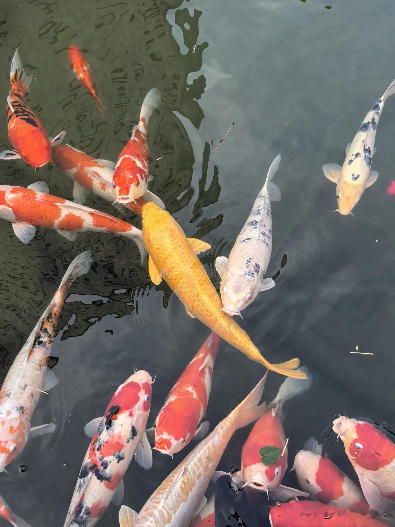 金