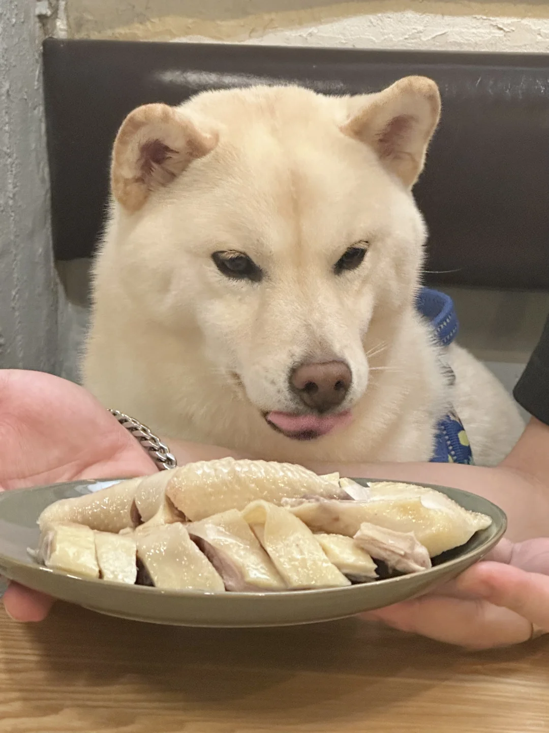 暂停冲浪，祝我四岁生日快乐🎂