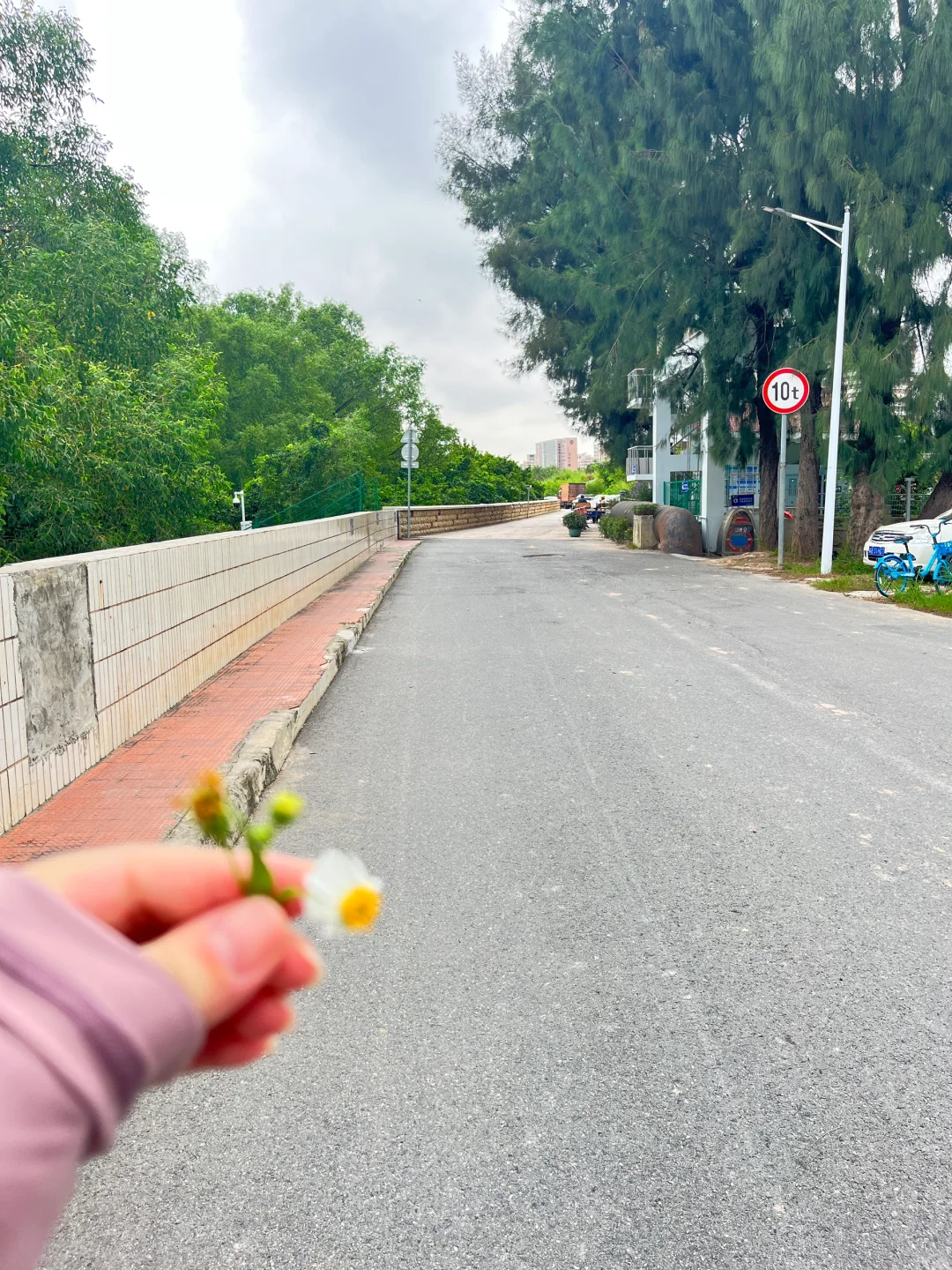 这是路边开的花啊啊啊！