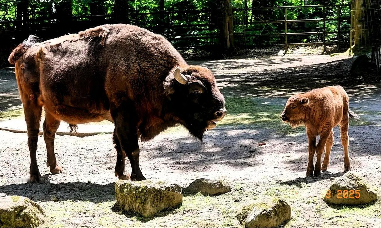 自由确实不是想干什么就干什么，随心所欲。而是按一定规矩，有所为有所不为。任何自由