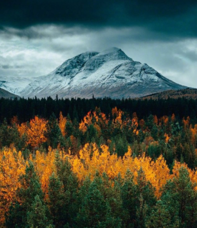 【这里是挪威】“每个人都有属于自己的一片森林，也许我们从来不曾去过，但它一直在那