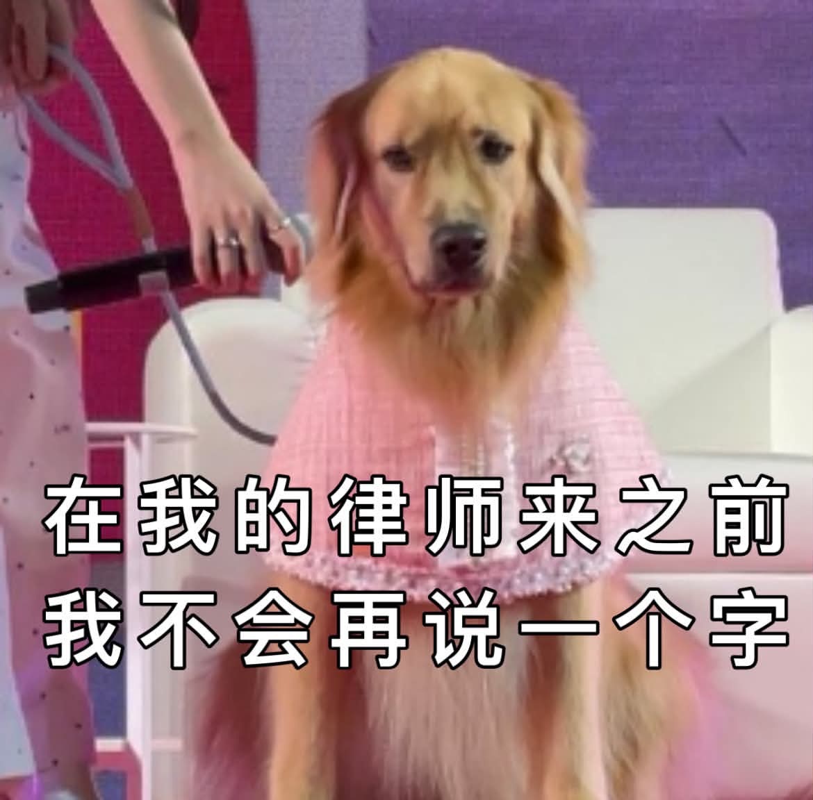 比亚迪这只狗令人想起遥远的记忆🤣 