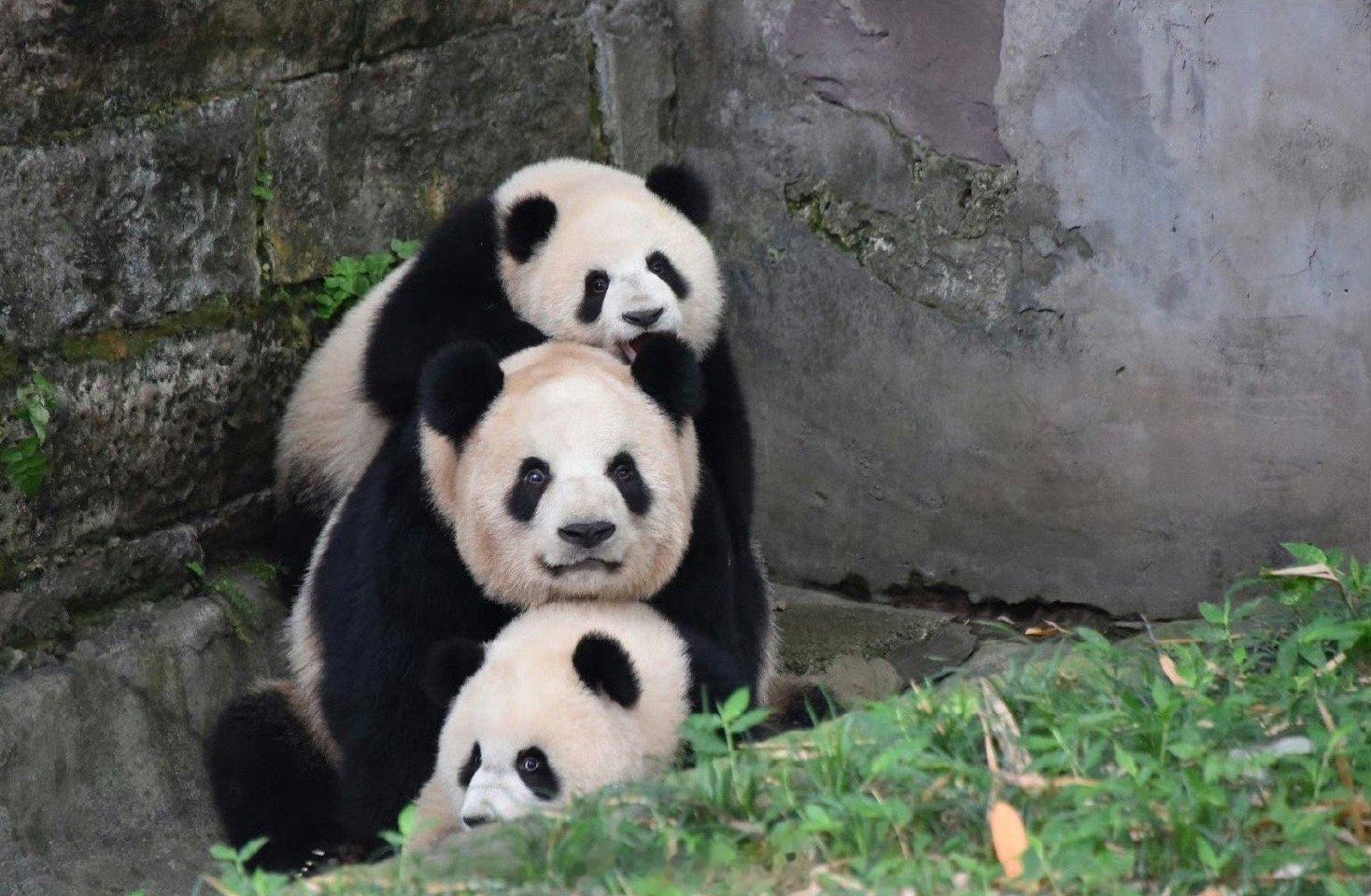 遇到叠熊猫请不要无视，你的运势三倍上升！！！ ​​​