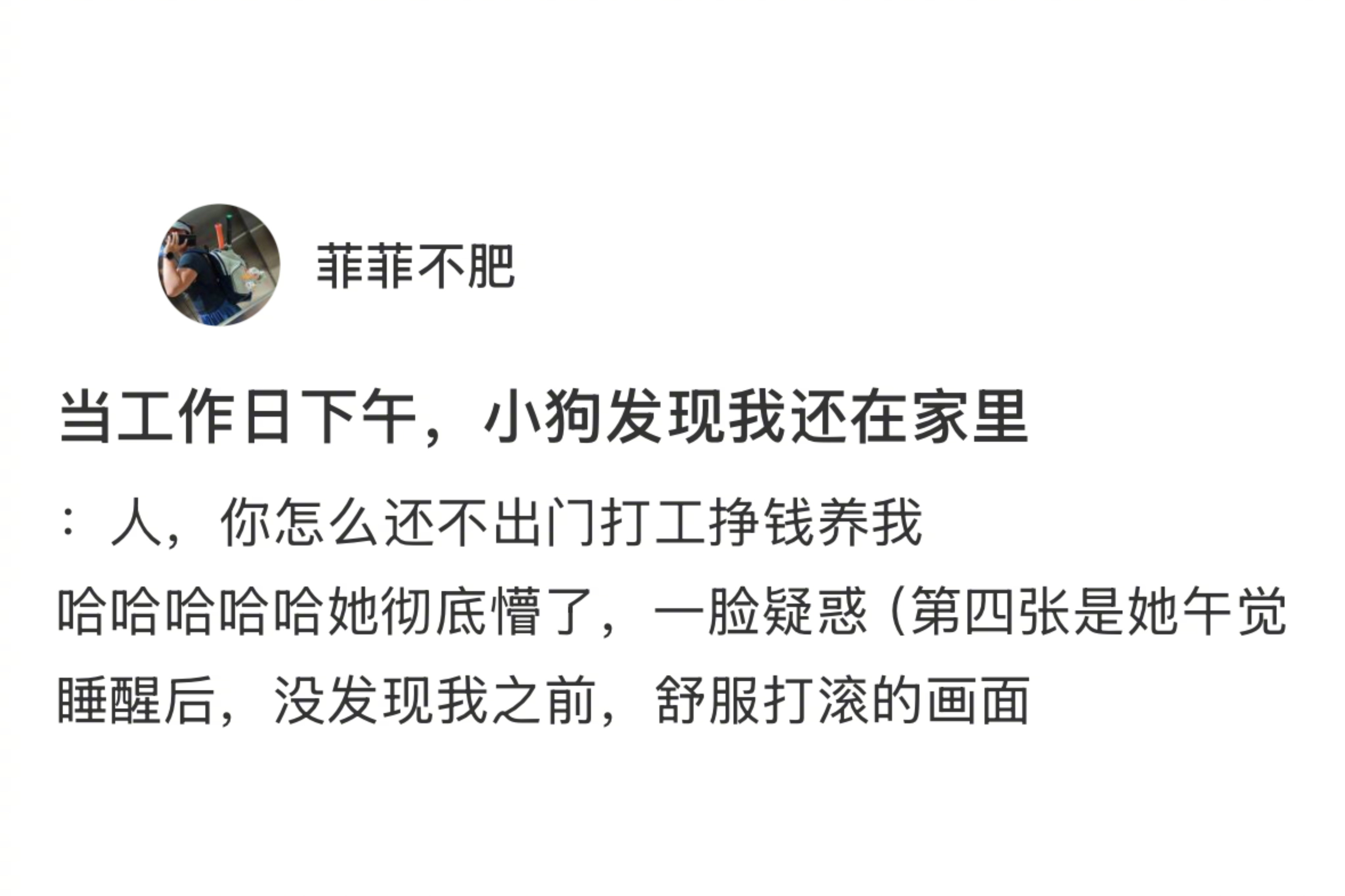 工作日小狗发现人没有去上班