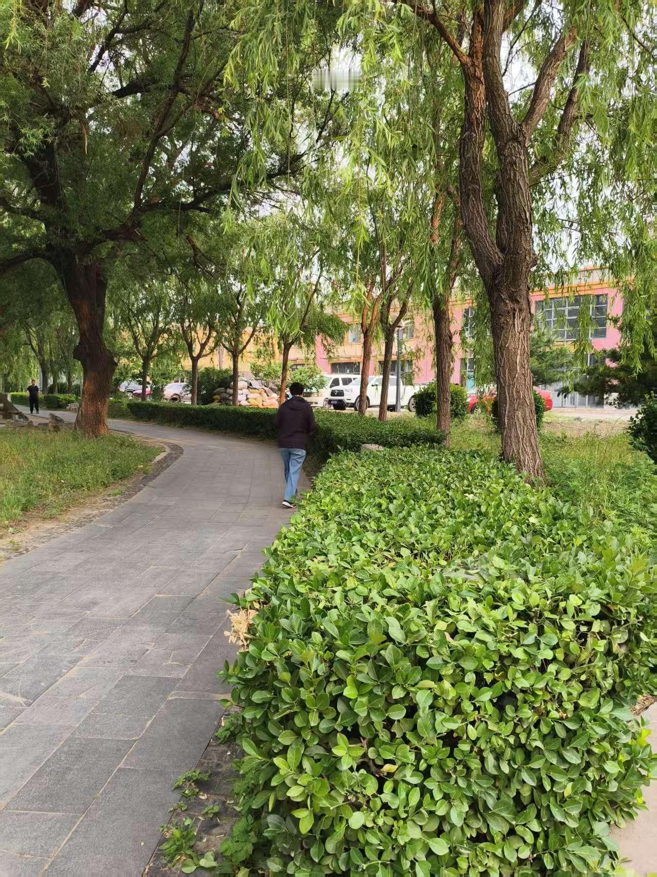 北河·冬青墙
 
北河北岸健步路北侧有一段冬青墙，高不到一米，上下宽度一致，约五