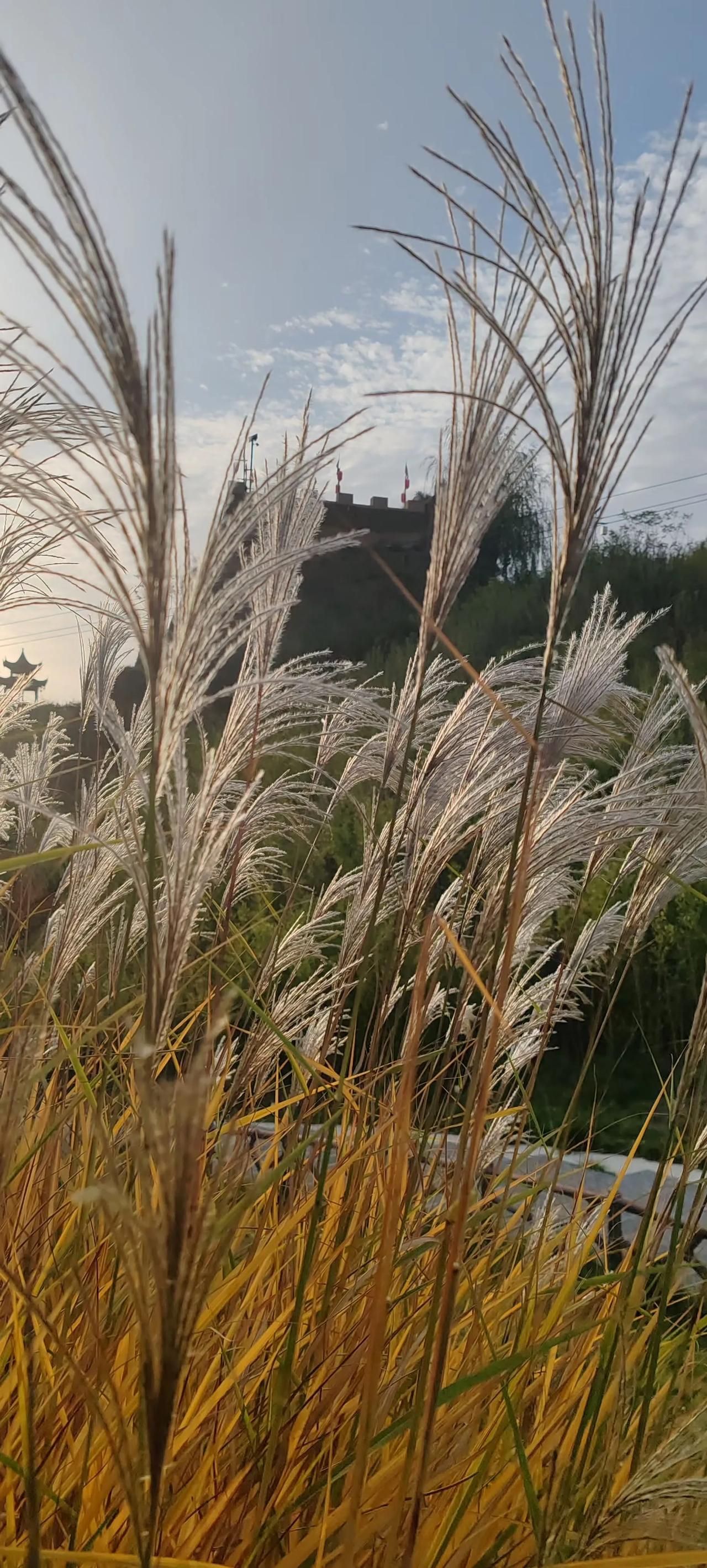 今天听到一句话，
一个过早懂事的孩子，
就有一个不成熟的父母。
你怎么看？

我