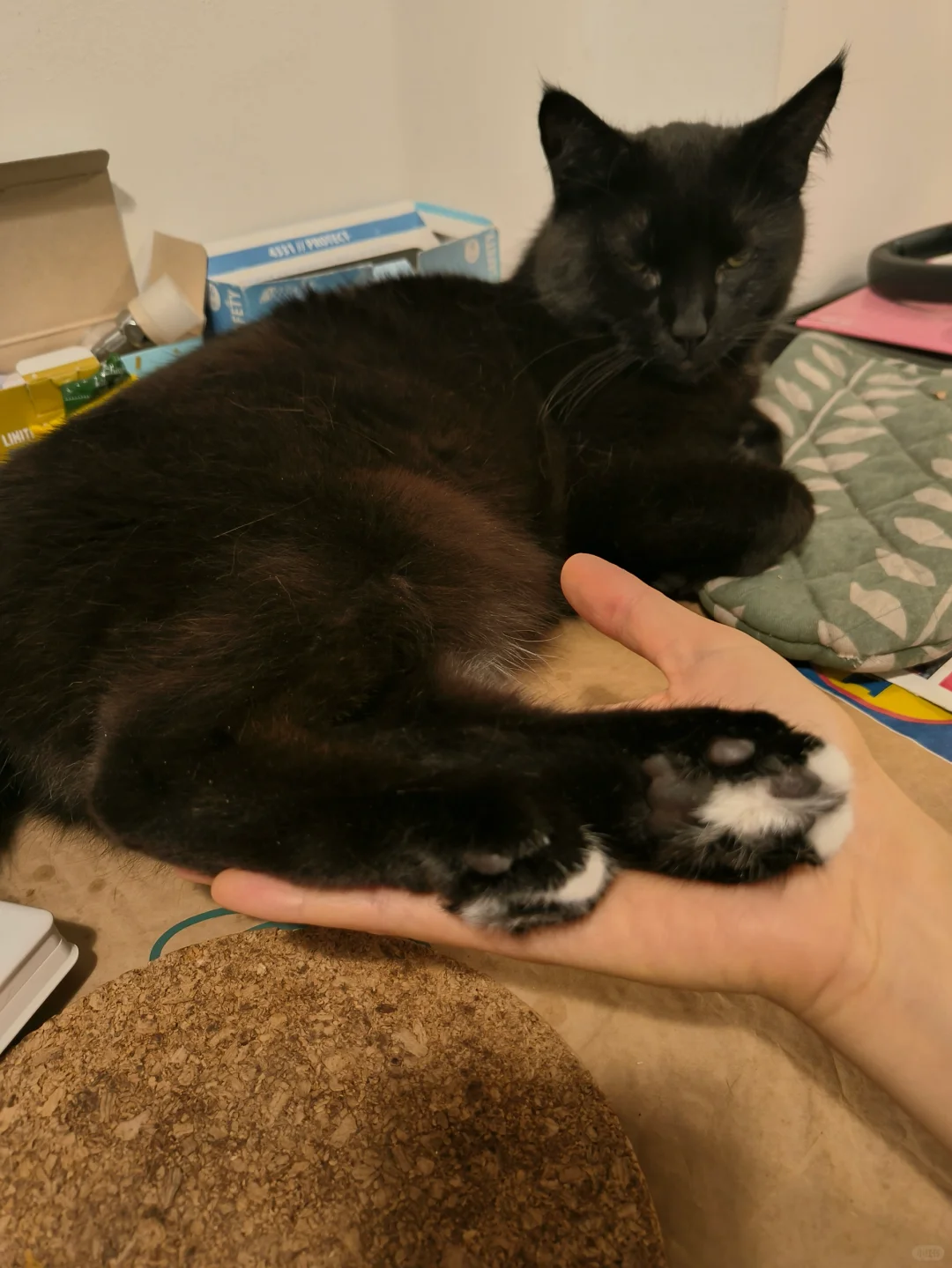 没见过奶牛猫脚吗？