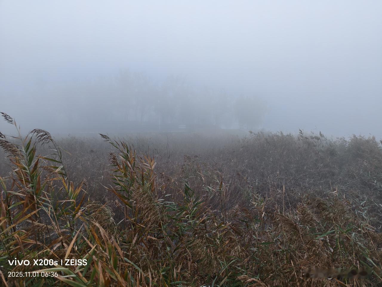 十一月第一天，东营大雾，东城明月湖能见度不是百米。