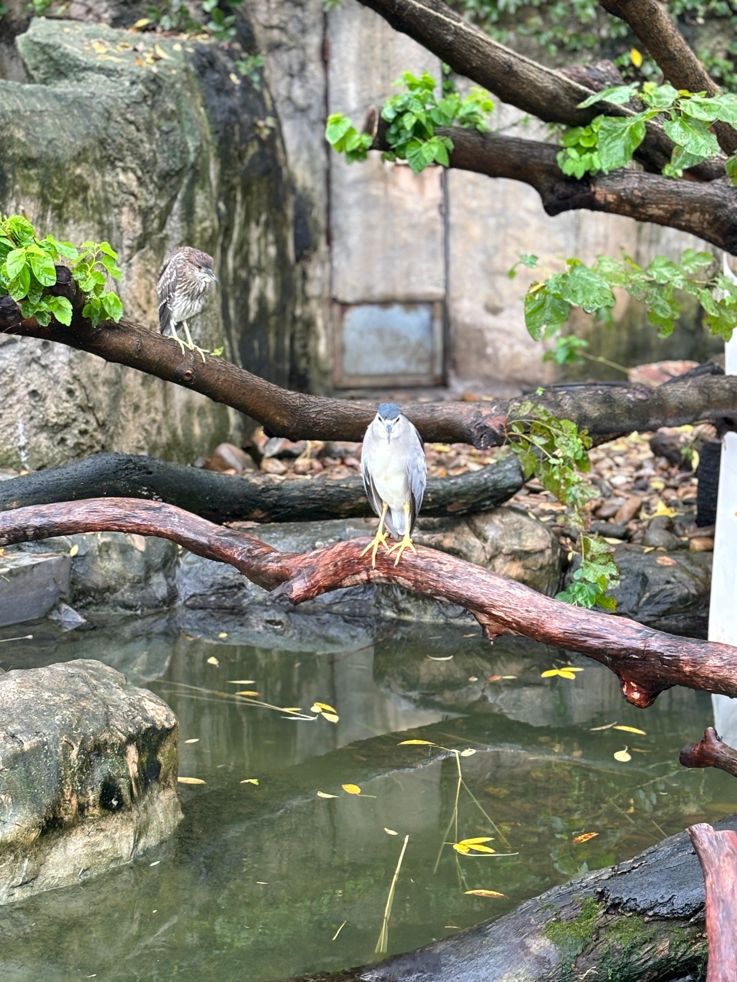 安定的夜师傅[doge]#上海动物园##夜鹭# ​​​