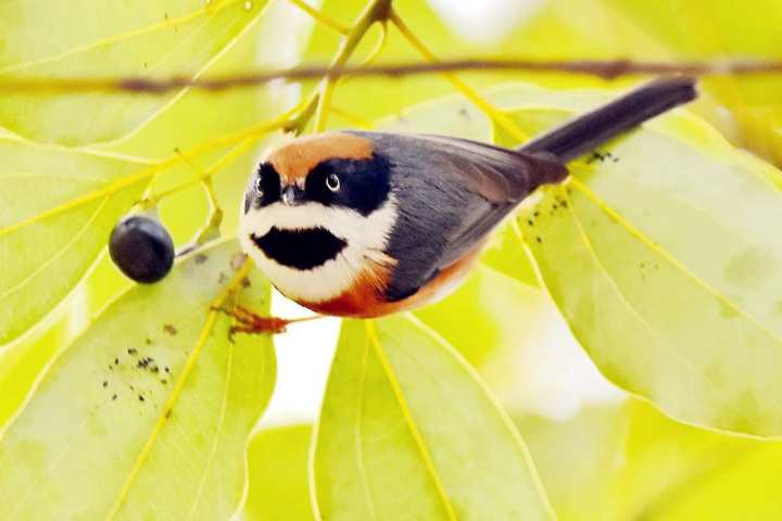 攒三个月工资买下第一台相机，“打鸟”图拿下摄影赛金奖，橙友@辰曲16：边走边拍，享受人生 | 橙友亮