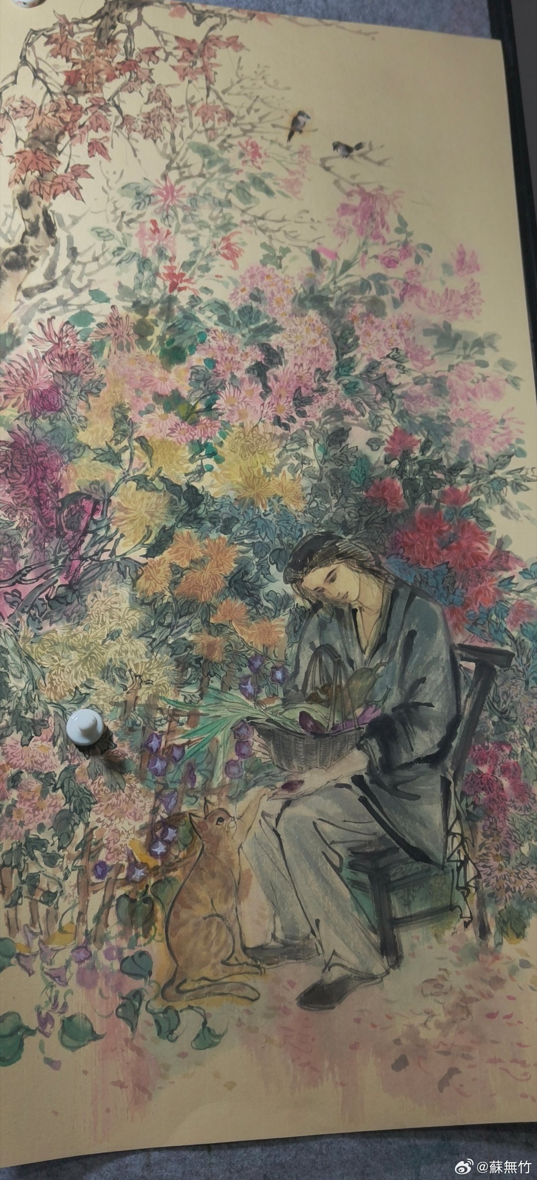 阿宵种的转基因菊花，有两米高 