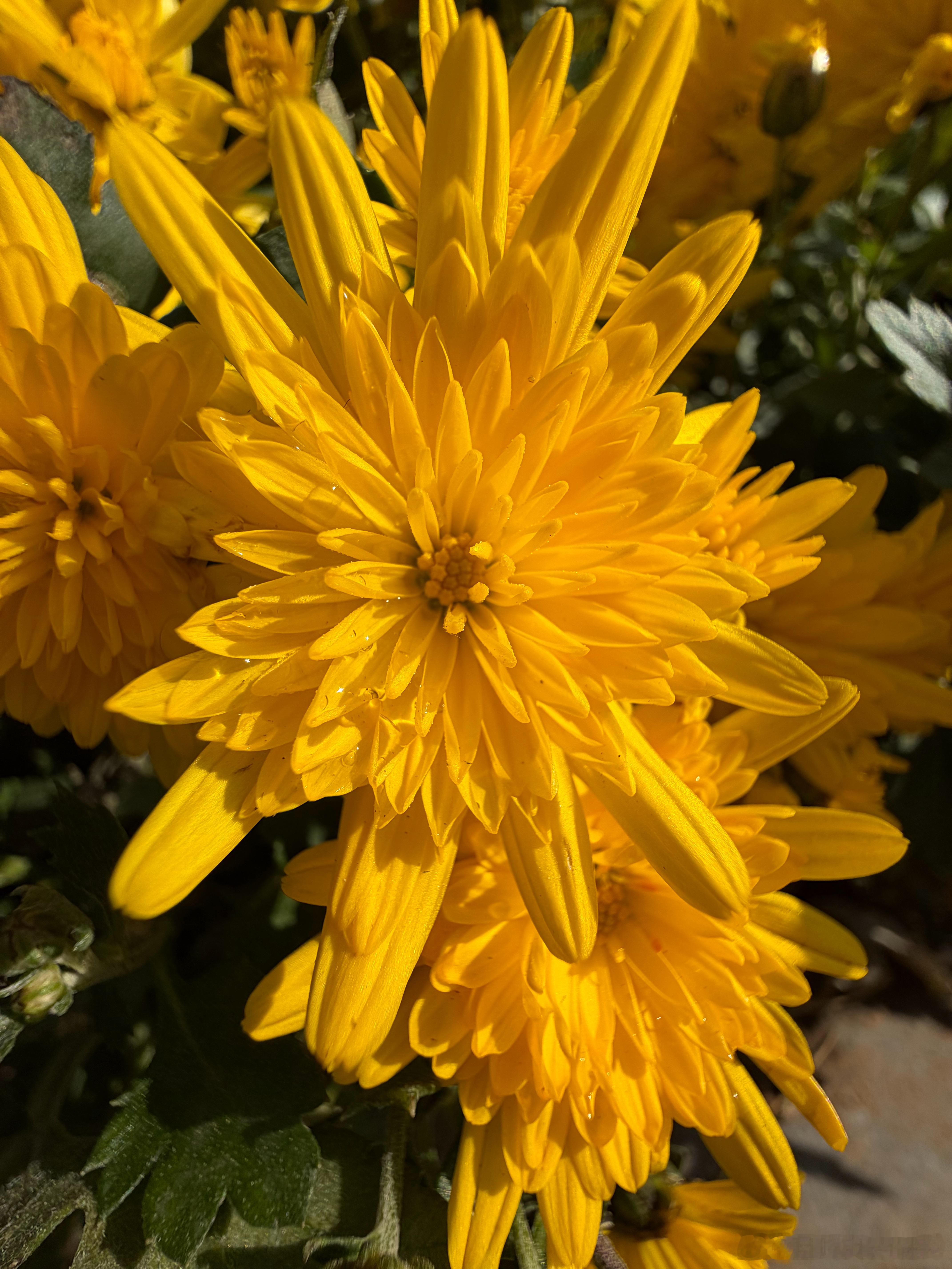 OV米耀果，五家旗舰标准版盲评，微距样张。OPPO Find X9（长焦微距）/