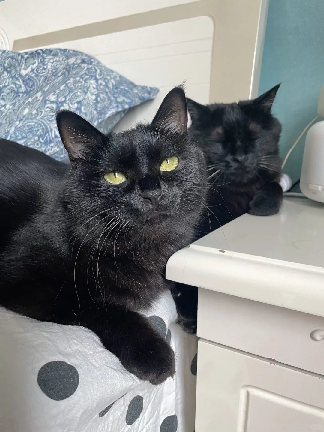 去养猫吧！养复制粘贴的黑猫 🐈‍