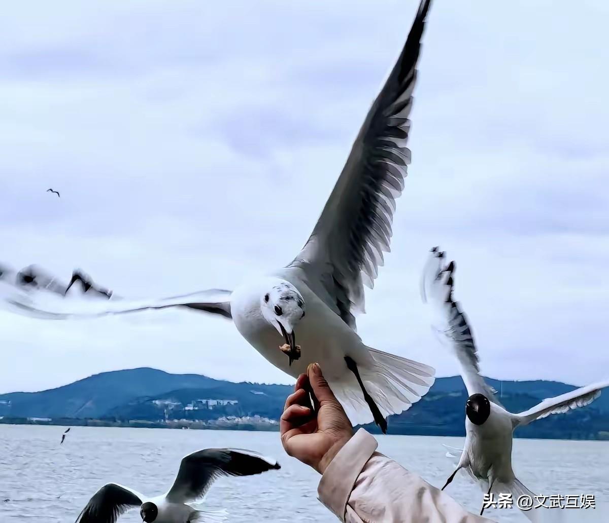 美国喊着要和谈，才是最危险的信号
 
都在说，美国要收手了，准备坐下来和谈了。