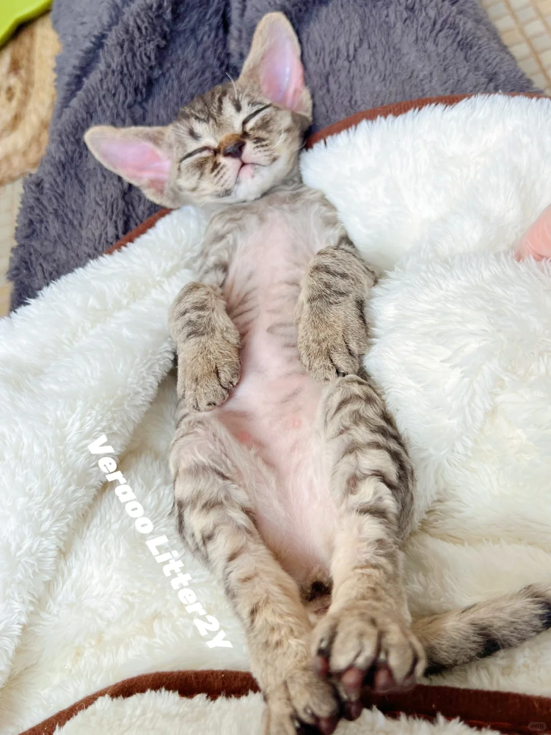 铲屎官每天可以哄睡好多宝贝｜德文卷毛猫