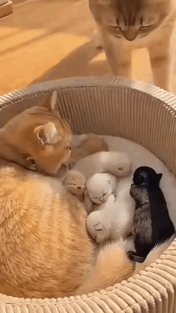 你这个黑乎乎的小家伙，到底是谁家的？