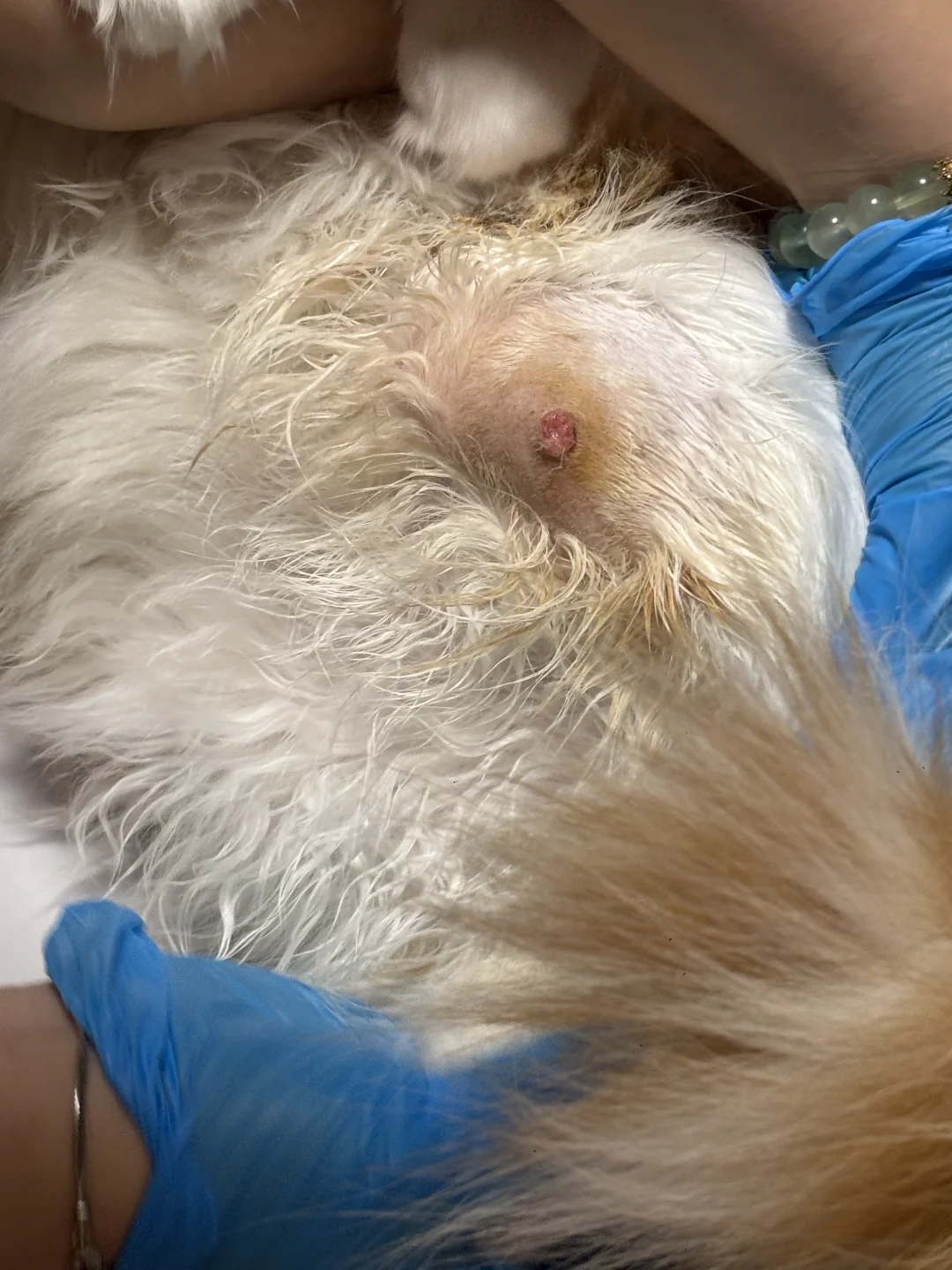 求助！！猫咪腿上这是什么呀