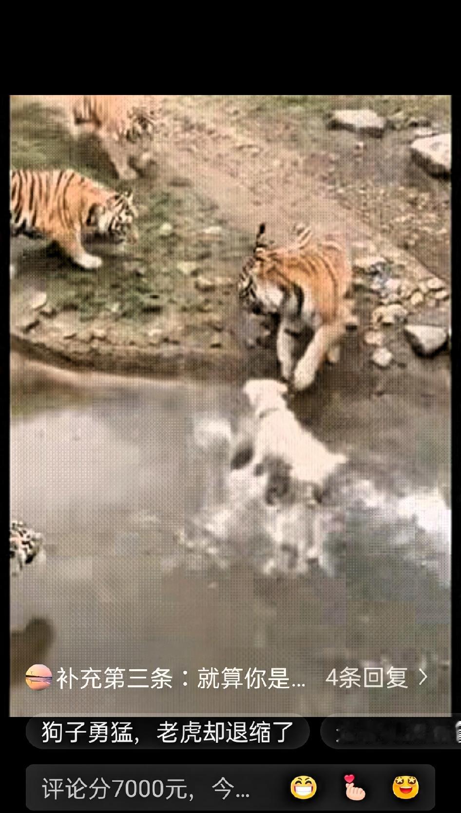 一群人在动物园围栏外观看老虎，突然间，一男子把一只狗子推了下去。

周围人都没反